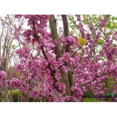 低价供雪松苗木