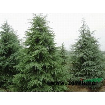 供应南京信诚雪松雪松籽播雪松