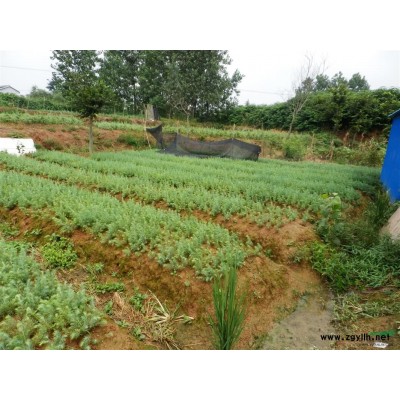 南京地区供应栾树