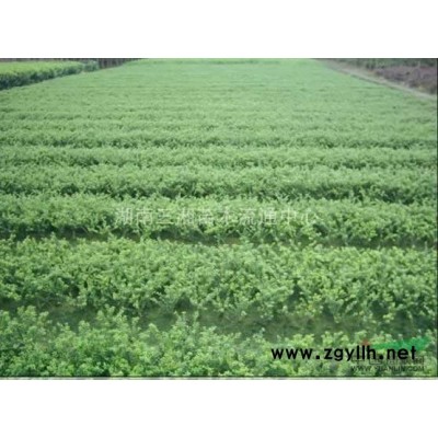 杨梅、杜英、栾树、八月桂