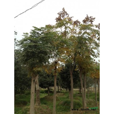 浙江地区供应黄山栾树φ4-12cm 数量大的包活