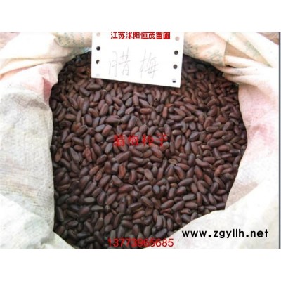 红枫种子，罗汉松种子，雪松等种子