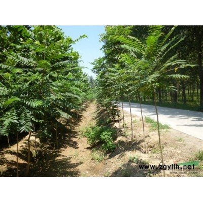 法桐，国槐，黄山栾树