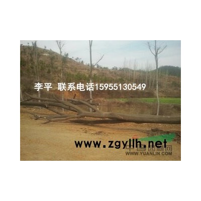 肥西；供应大叶女贞，红叶李，桂花，合欢，栾树，朴树，乌桕等！