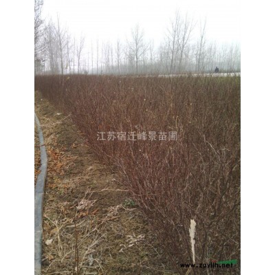 草坪报价 栾树,高杆女贞 ，木槿，广玉兰，紫\白\黄玉兰