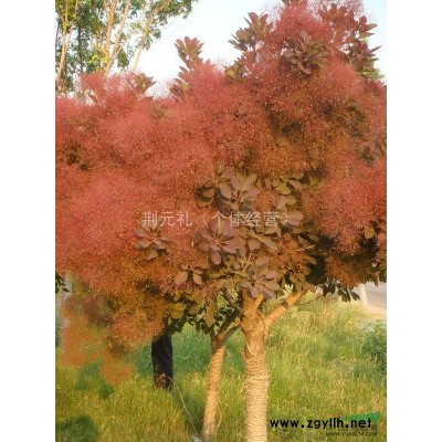 出售雪松、红炉种子，种子是烟台自产，成活率高，价格面议！