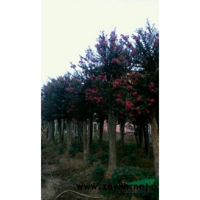 栾树供应/栾树图片