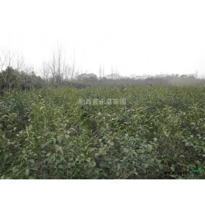 安徽 栾树1-15公分