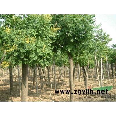 江苏栾树苗*新报价/栾树苗图片