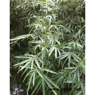 栾树3*新价格/栾树3报价