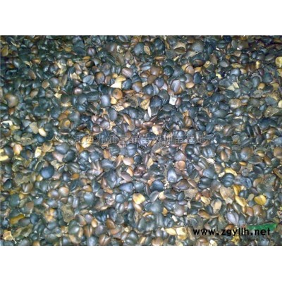 江西黄山栾树小苗、紫薇小苗、无患子小苗