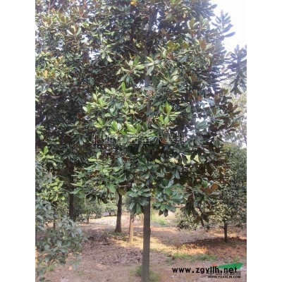 低价供应6-11公分黄山栾树