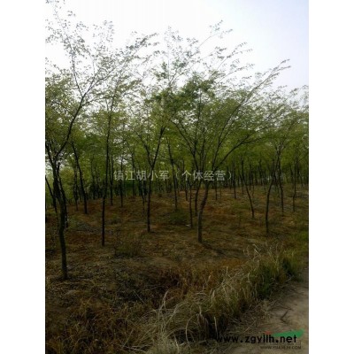 栾树供应，价格从优！