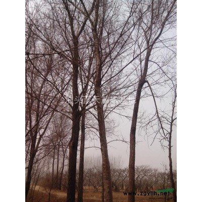 出售米径3-20公分榆树、刺槐、柳树,榆树小苗.栾树小苗哦