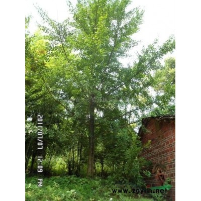 各种规格的乡土树种(三角枫、朴树、榔榆、栾树、杨梅、桂花、银杏等)