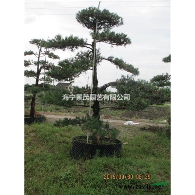 供应黄山栾树及幼苗