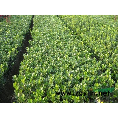 栾树苗行情报价\栾树苗图片展示