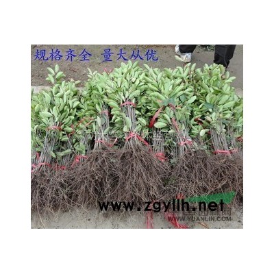 绿化树苗 绿化苗木批发 黄山栾树苗 北京栾树苗