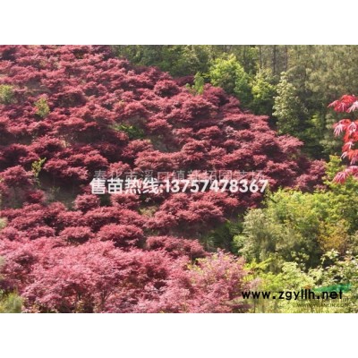 广玉兰 浙江广玉兰规格* 广玉兰*新报价