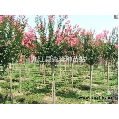 江西玉兰小苗 白玉兰品种规格* 广玉兰小苗