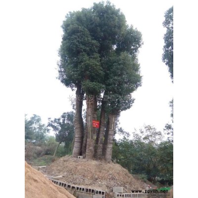 香樟装车报价/浙江香樟装车报价