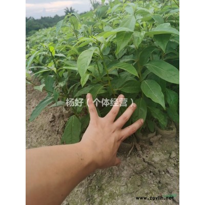 一年生香樟苗，金丝楠木苗供货