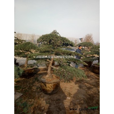 银杏介绍 银杏小苗基地直销中