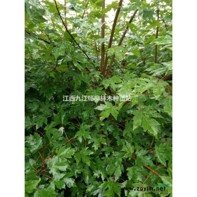 银杏种子报价/江西银杏种子报价