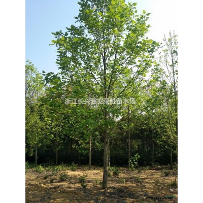 优质特价浙江长兴广玉兰产地直销