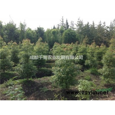 20公分银杏四川银杏基地精品银杏批发处理