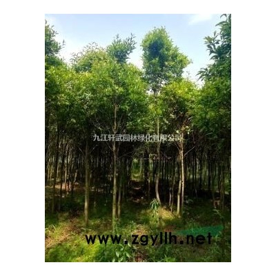 江西九江供应广玉兰/广玉兰价格欢迎来电