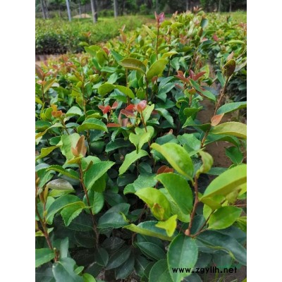 香樟30-70公分现货优质杯苗