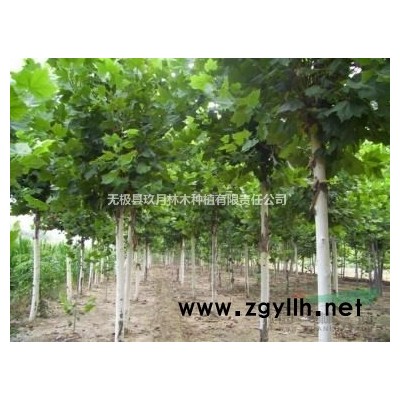 无*县出售银杏、柏树、法桐等绿化苗木