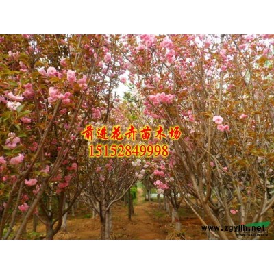 朴树、榉树、银杏、大叶女贞