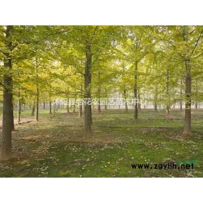 特价直销江苏地区3-25公分广玉兰、紫红白玉兰，各类绿化用苗