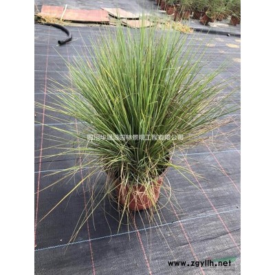 供应各种规格广玉兰、广玉兰基地、广玉兰价格