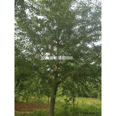 广西全州香樟价格/广西桂林香樟价格/报价
