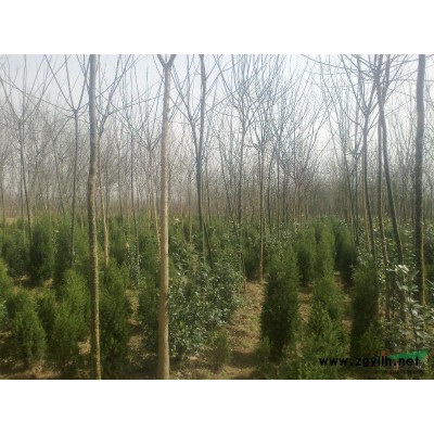 河南5到8公分银杏*新报价/5到8公分银杏图片