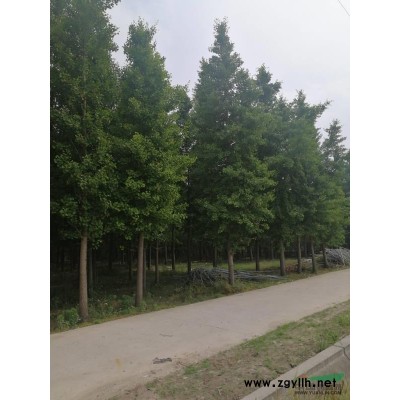 大量供应胸径15公分银杏