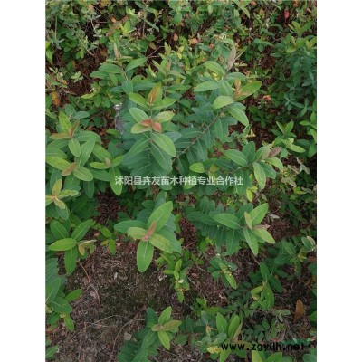 多年生植物香樟小苗 专业种植香樟