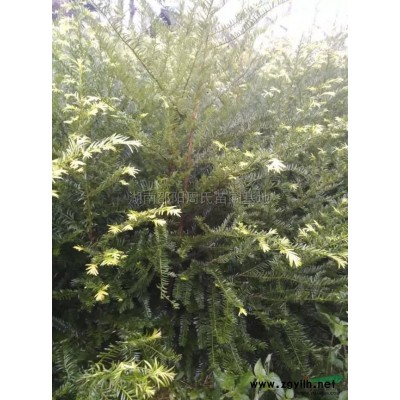 湖南大量出售5公分香樟