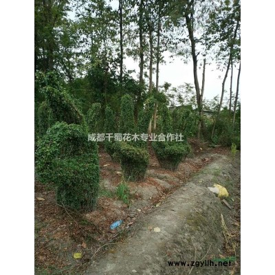 西南香樟种植基地批发   15公分熟货香樟价格