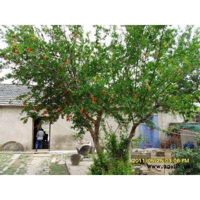 供应水杉、广玉兰、油杉、乌桕、紫薇等