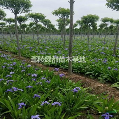 广玉兰价格 2到18公分广玉兰批发 常绿绿化树种