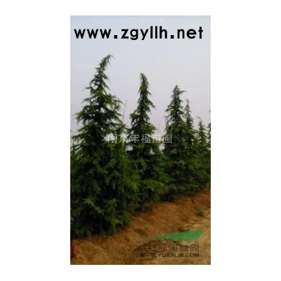 江苏广玉兰基地 广玉兰报价 优质广玉兰哪里好/哪家便宜