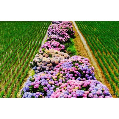 秋金杏对比银杏有什么区别秋金杏江西苗木基地价格便宜秋季观叶*佳乔木品种