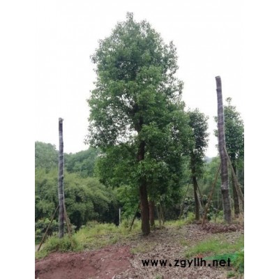 香樟树20-60公分