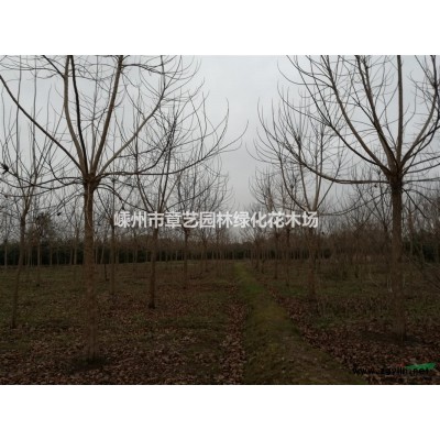 浙江地区低价供应广玉兰1-25公分精品苗、产地直销。