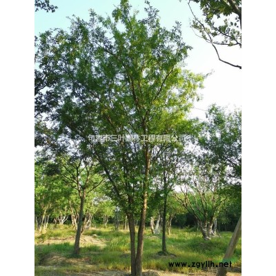 大量供应19公分到35公分广玉兰