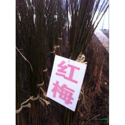 江苏银杏